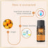 Ryaal Cinnamon Essential Oil for Hair Care & Skin Nourishment